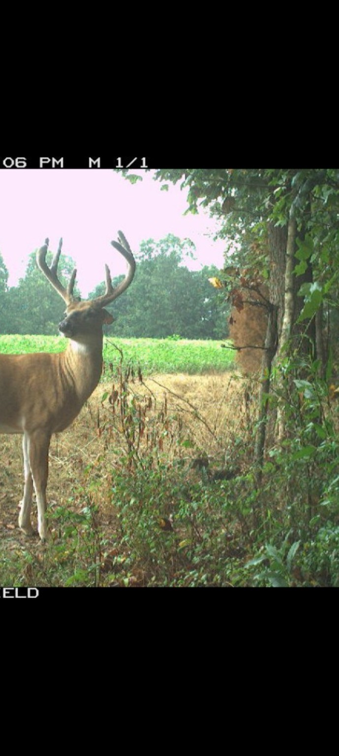 Buck At The Feeder