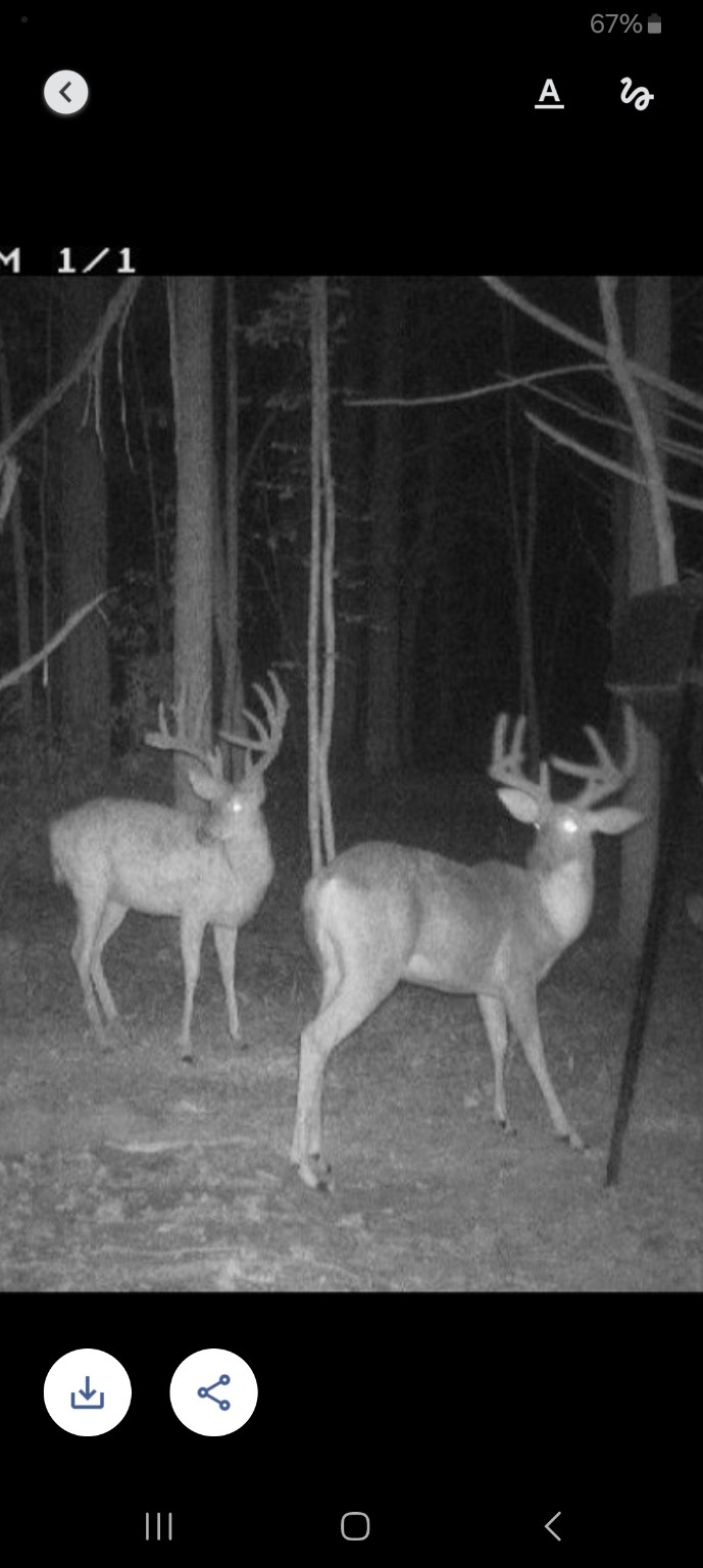 Buck In The Field
