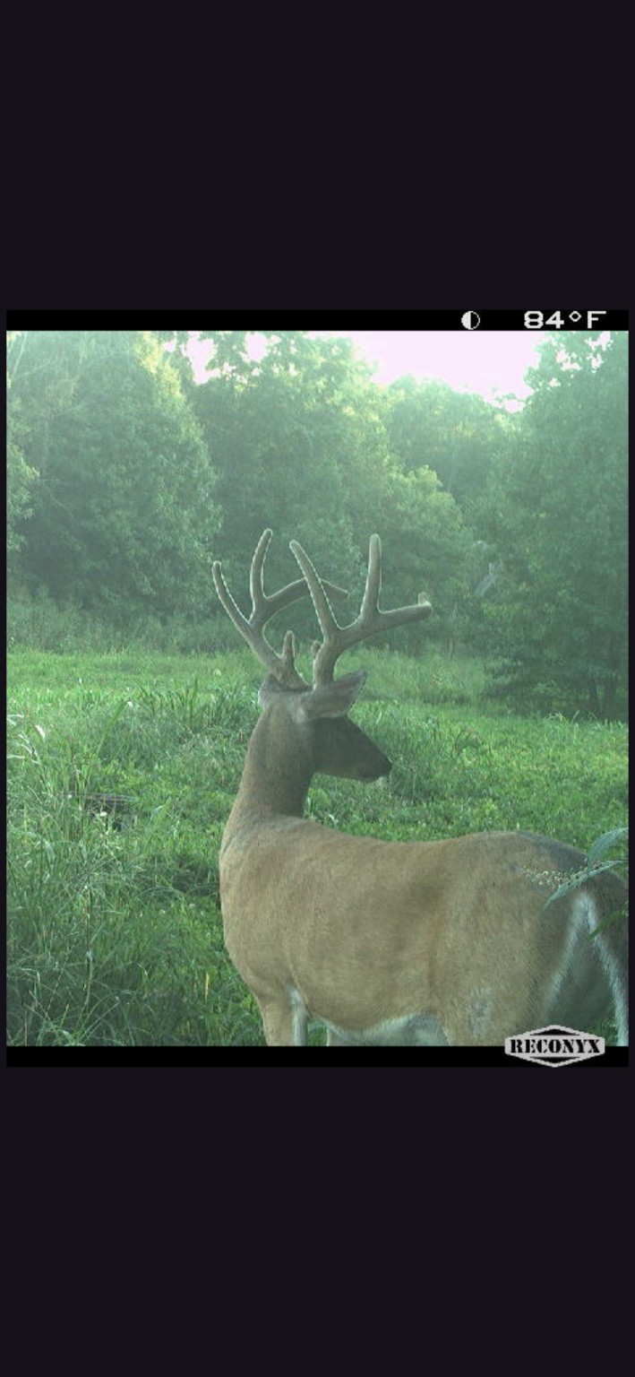 Buck In The Food Plot