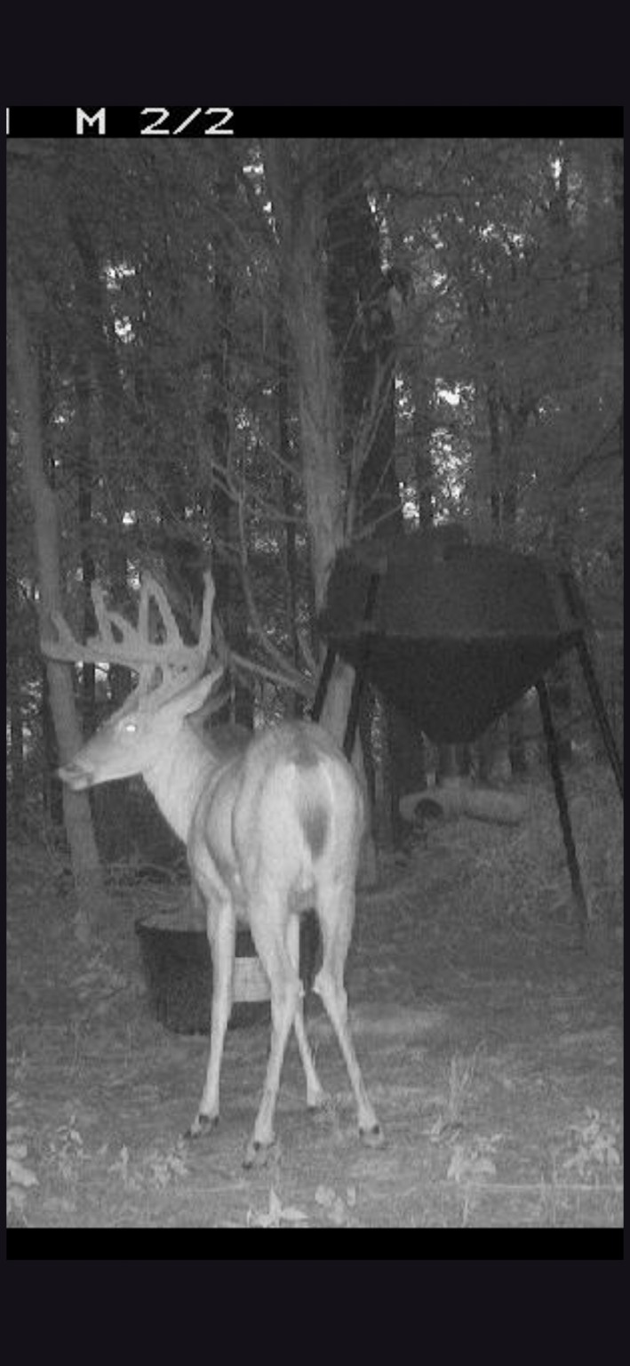 Night Camera Buck
