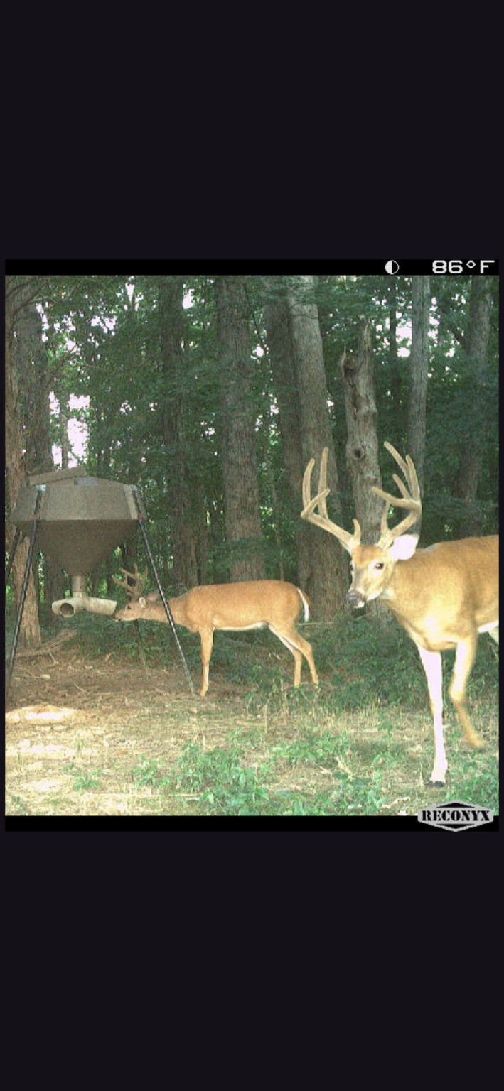 Bucks At The Feeder