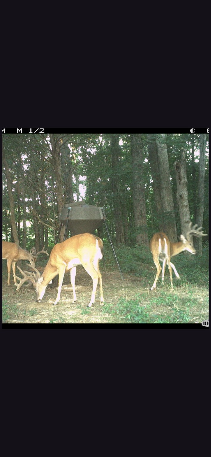 Deer At The Feeder