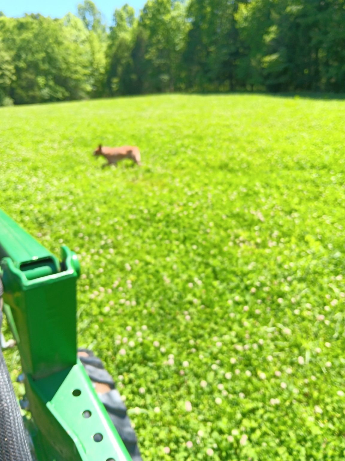 Prepared food plot field